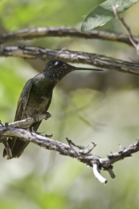 Magnificent Hummingbird