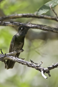 Magnificent Hummingbird