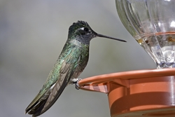 Magnificent Hummingbird