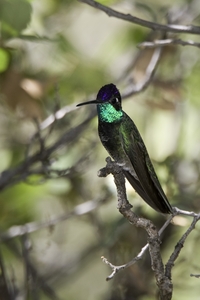 Magnificent Hummingbird