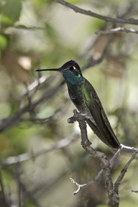 Magnificent Hummingbird