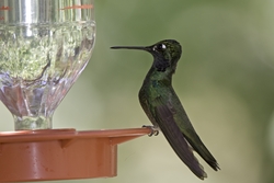 Magnificent Hummingbird