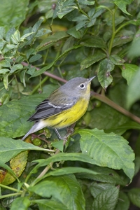 Magnolia Warbler