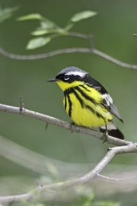 Magnolia Warbler