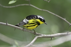 Magnolia Warbler