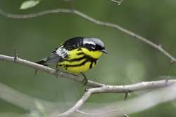 Magnolia Warbler