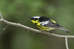 Magnolia Warbler