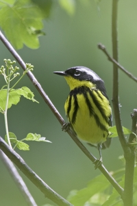 Magnolia Warbler