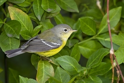 Magnolia Warbler