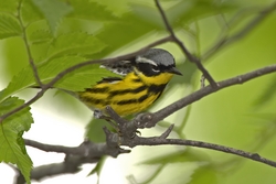 Magnolia Warbler