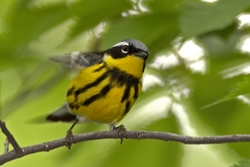 Magnolia Warbler