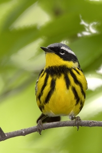 Magnolia Warbler