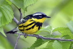 Magnolia Warbler