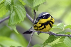 Magnolia Warbler
