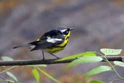 Magnolia Warbler