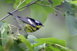 Magnolia Warbler