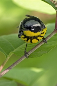 Magnolia Warbler