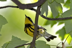 Magnolia Warbler