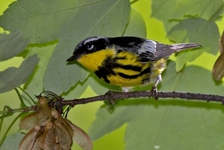 Magnolia Warbler