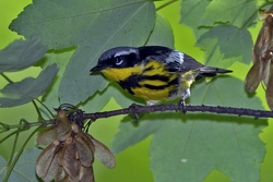 Magnolia Warbler