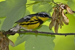 Magnolia Warbler