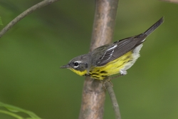 Magnolia Warbler