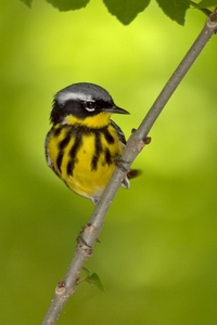 Magnolia Warbler