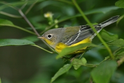 Magnolia Warbler
