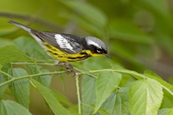 Magnolia Warbler