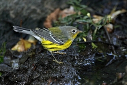 Magnolia Warbler