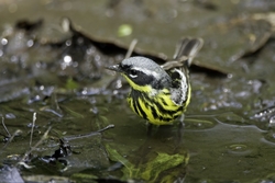 Magnolia Warbler