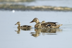 Mallard