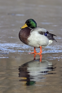Mallard