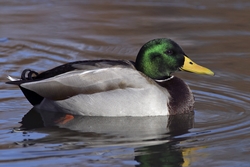 Mallard