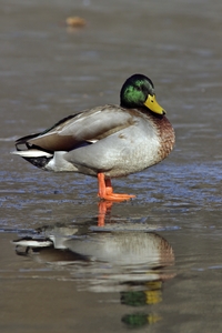 Mallard