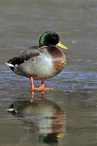 Mallard