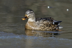 Mallard