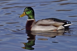 Mallard