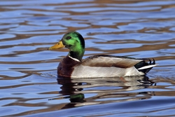Mallard
