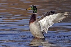 Mallard