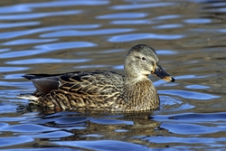 Mallard