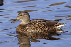 Mallard