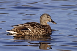 Mallard
