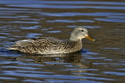 Mallard