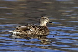 Mallard