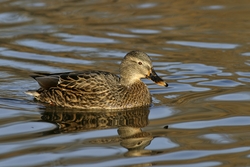 Mallard