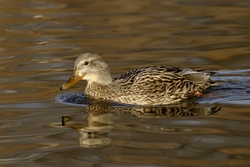 Mallard