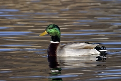 Mallard