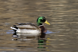 Mallard