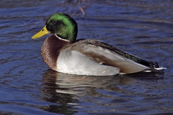Mallard